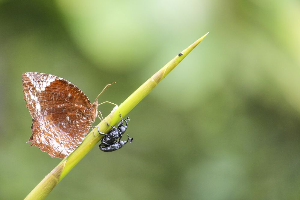 Фотография автора Hari Saya
