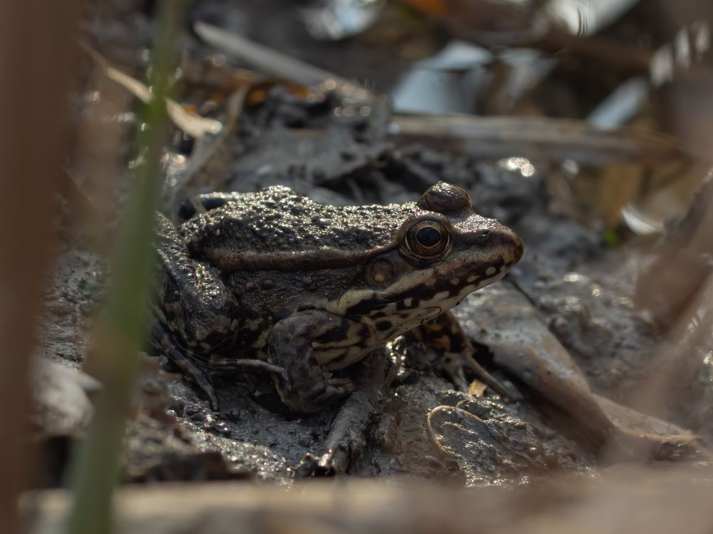 Фотография автора Aleksandr Kadyshev