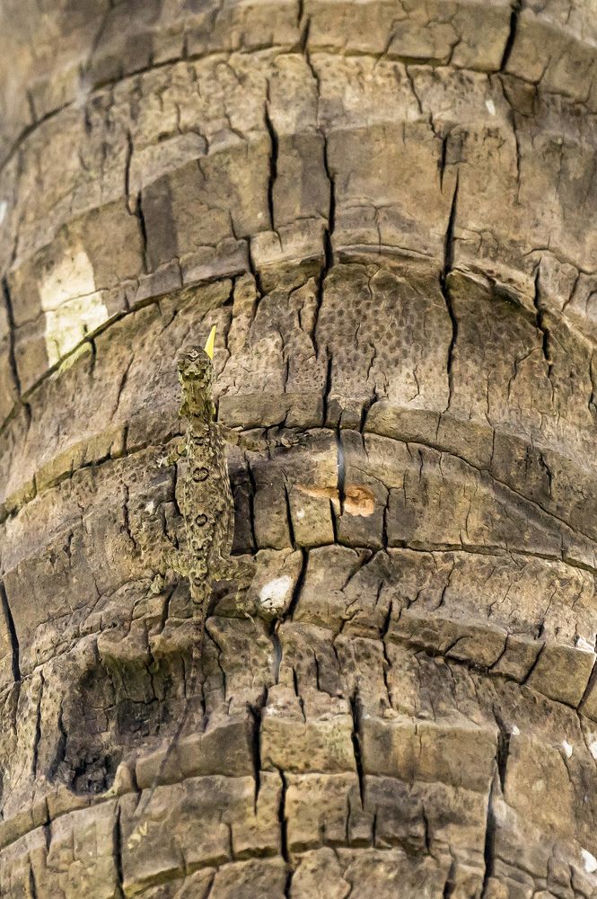 Фотография автора Hari Saya