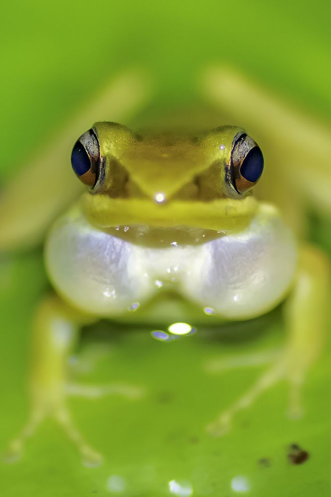 Фотография автора Hari Saya