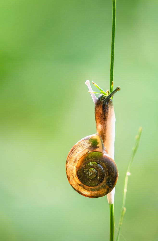 внутренний свет