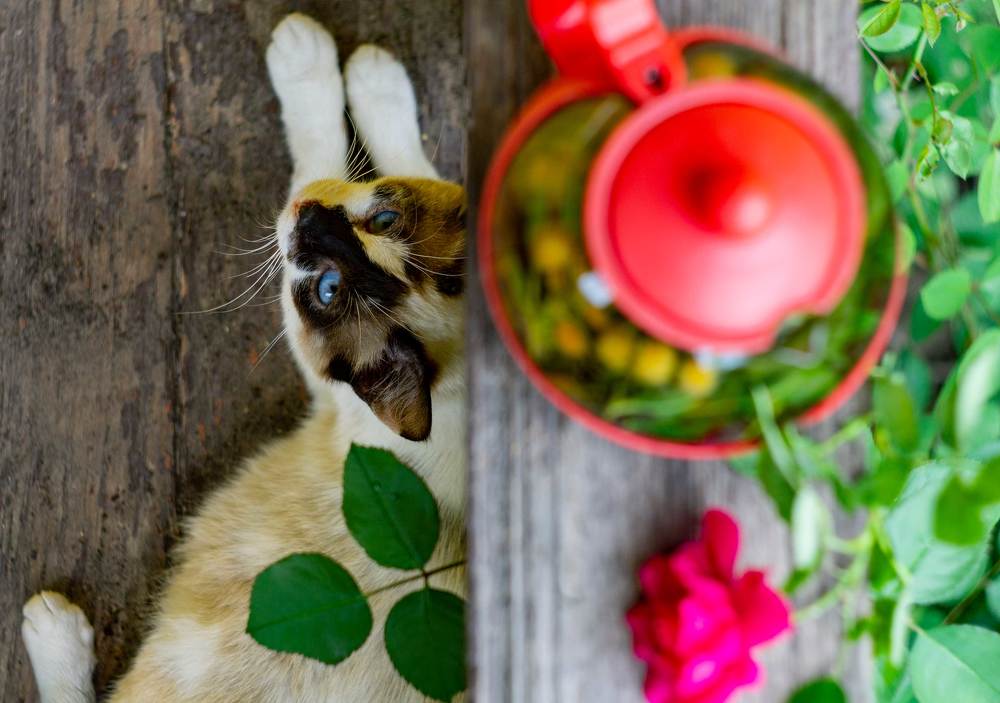 Photograph by Анна Евдокименко