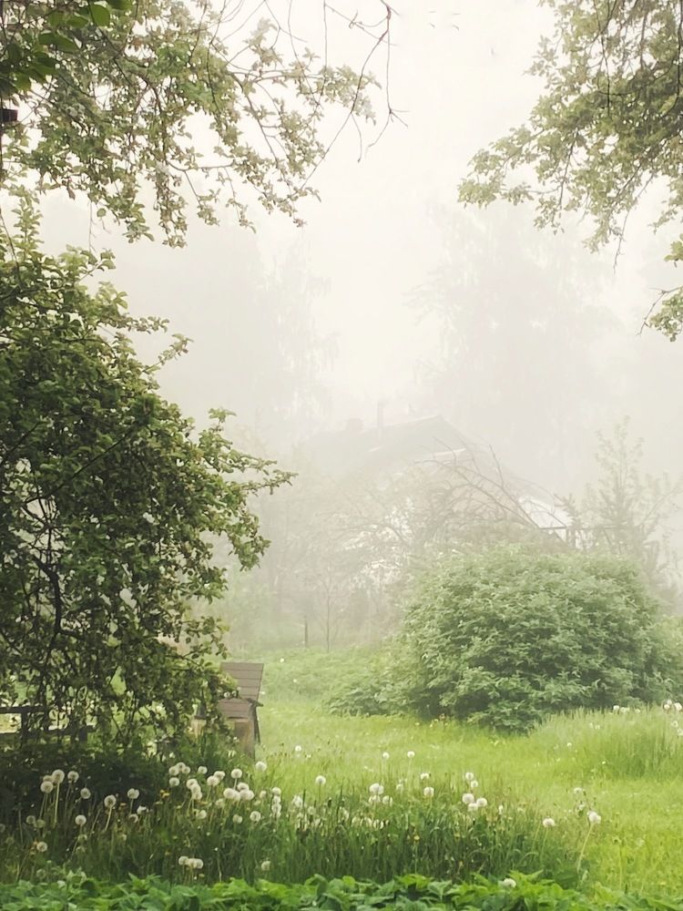 Foggy Garden