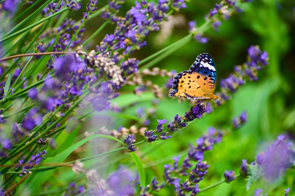 Фотография автора Sen Abhijit