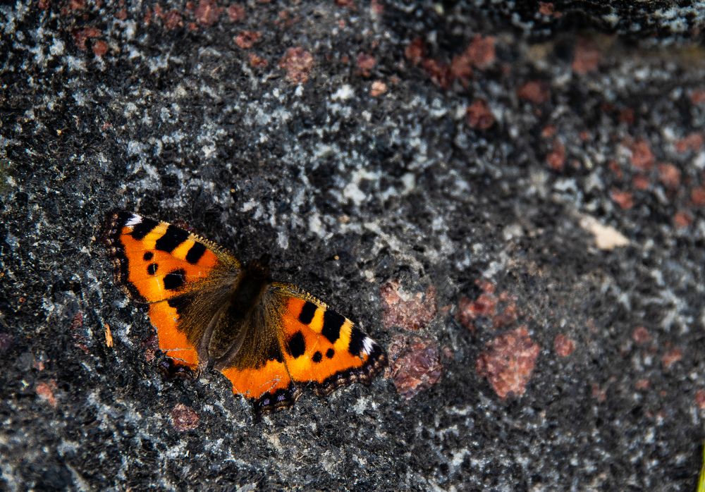 Photograph by Ирина Саломатина