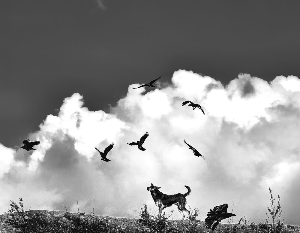 Photograph by Koushik Patra