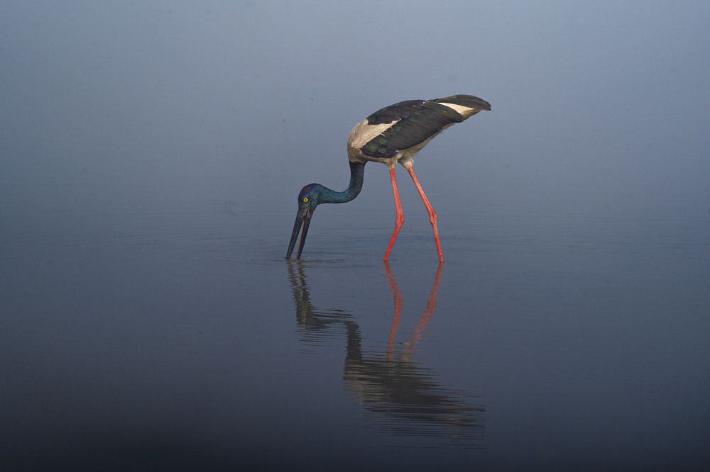 Photograph by jayant mahato