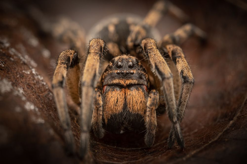 Фотография автора Krisztina Mácsai