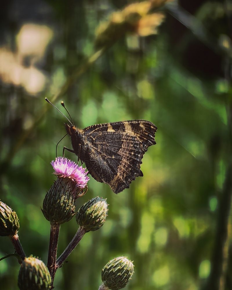 Фотография автора Юра Кладухин