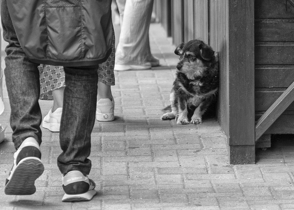 О грустной маленькой собачке