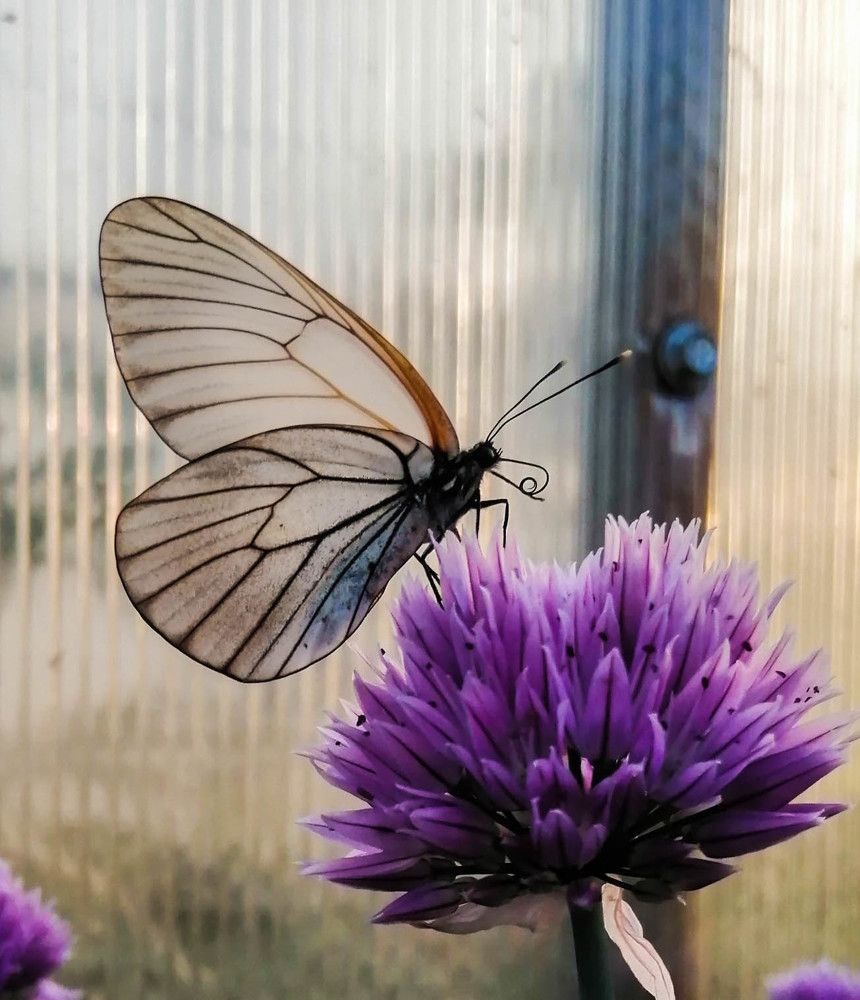 Photograph by Анастасия Карнаухова