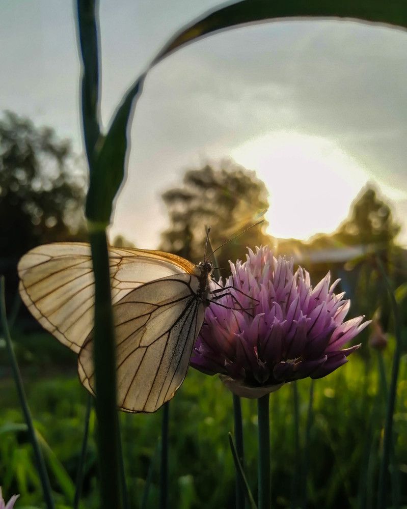Photograph by Анастасия Карнаухова