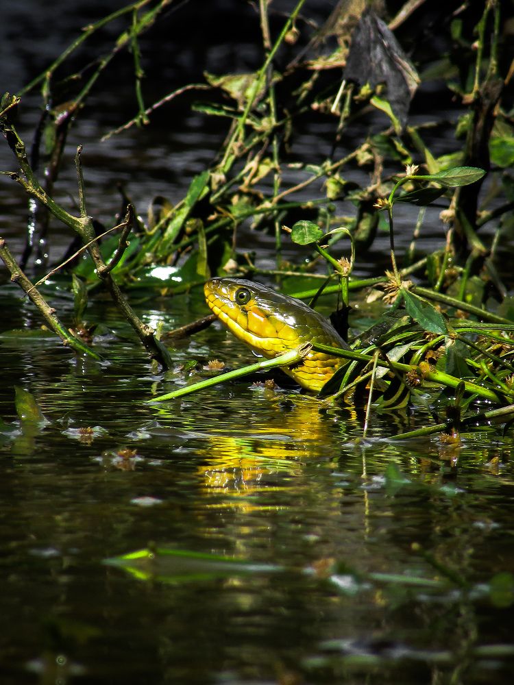 Photograph by Basudev chatterjee