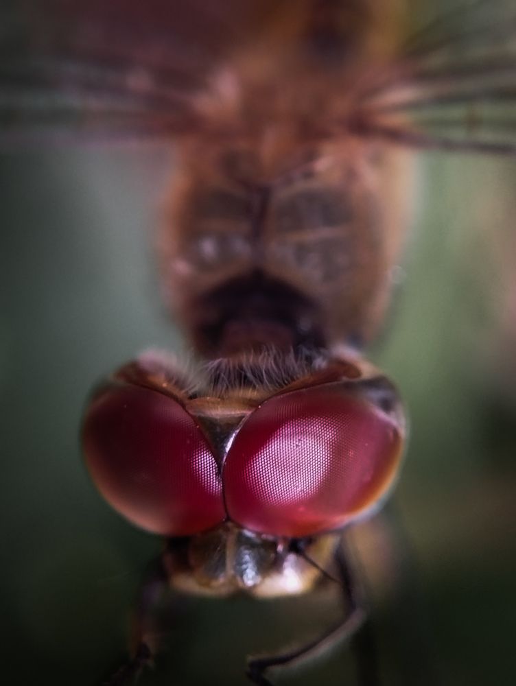 Photograph by Basudev chatterjee