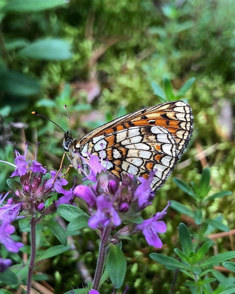 Photograph by Halina Mitsevich