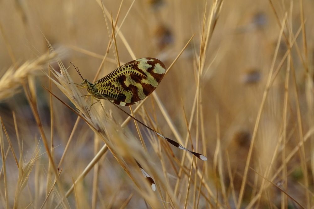 Photograph by Lyudmyla Chorney