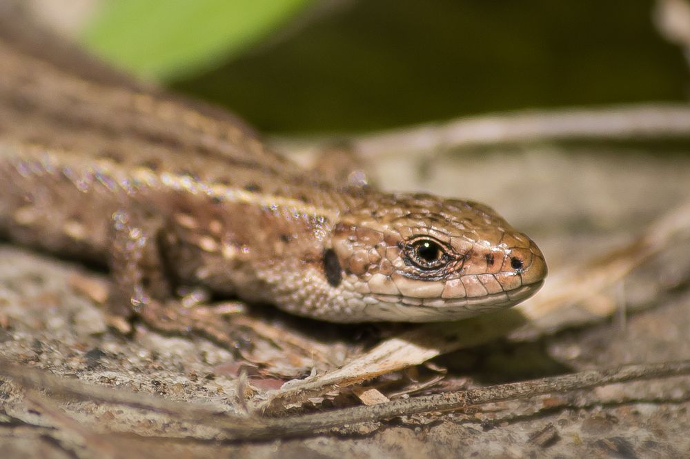 Photograph by Виктория Мамаева