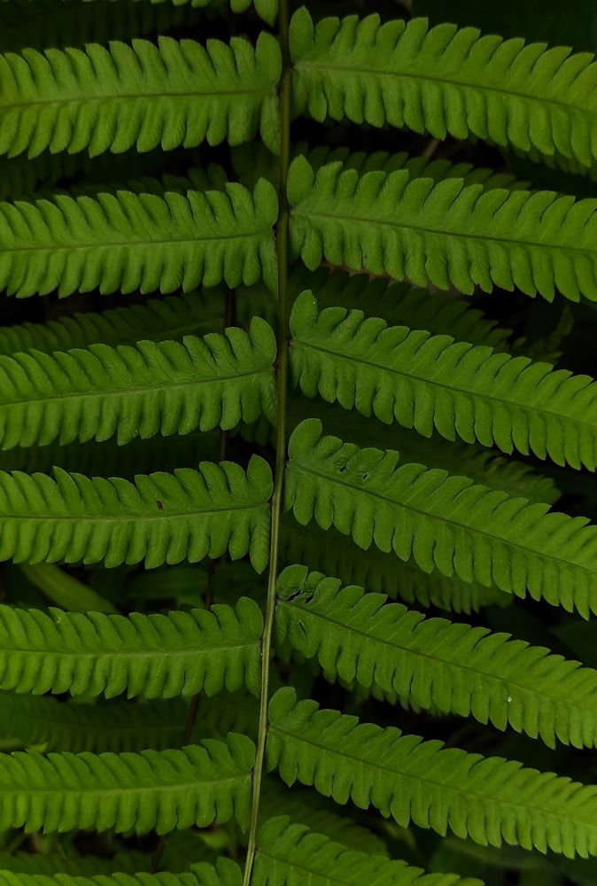 Photograph by Chamara Sulakkhana Polwatta Siriyalage