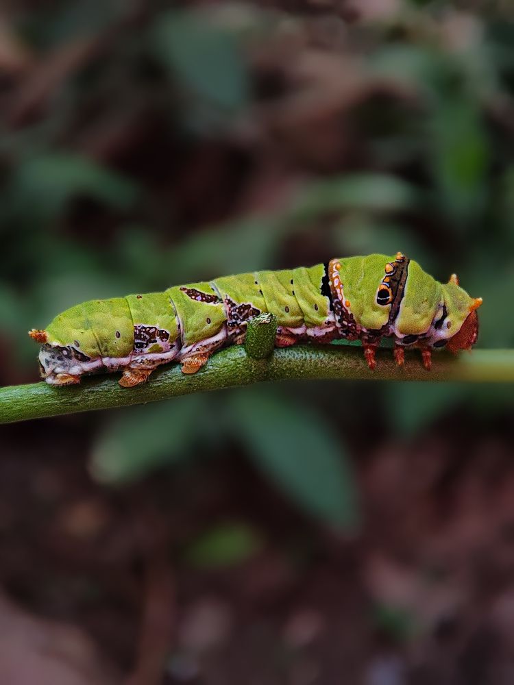 Photograph by Manojit Sasmal