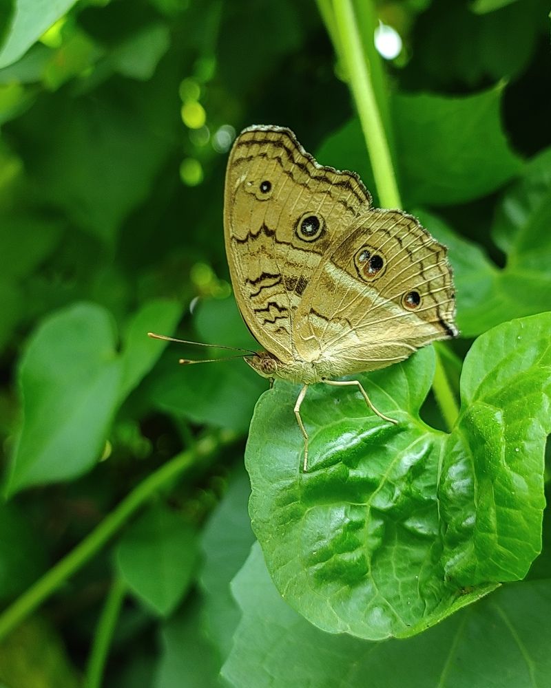 Photograph by Manojit Sasmal