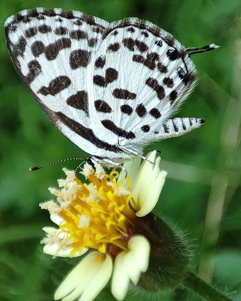 Photograph by Manojit Sasmal