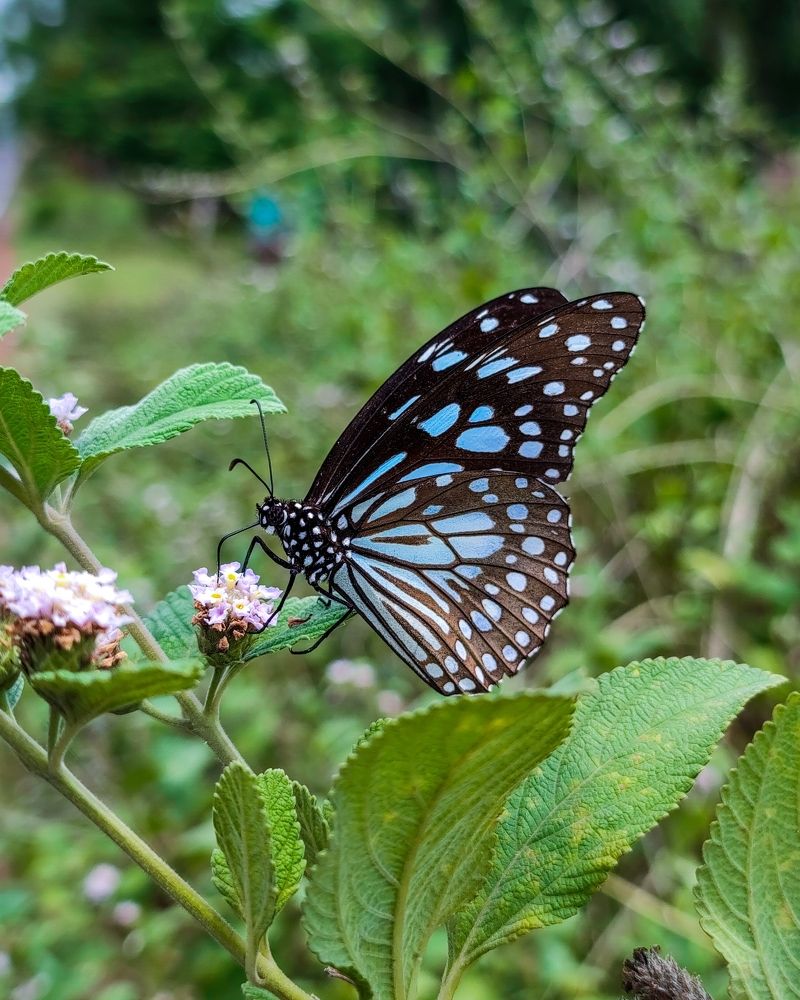 Photograph by Manojit Sasmal