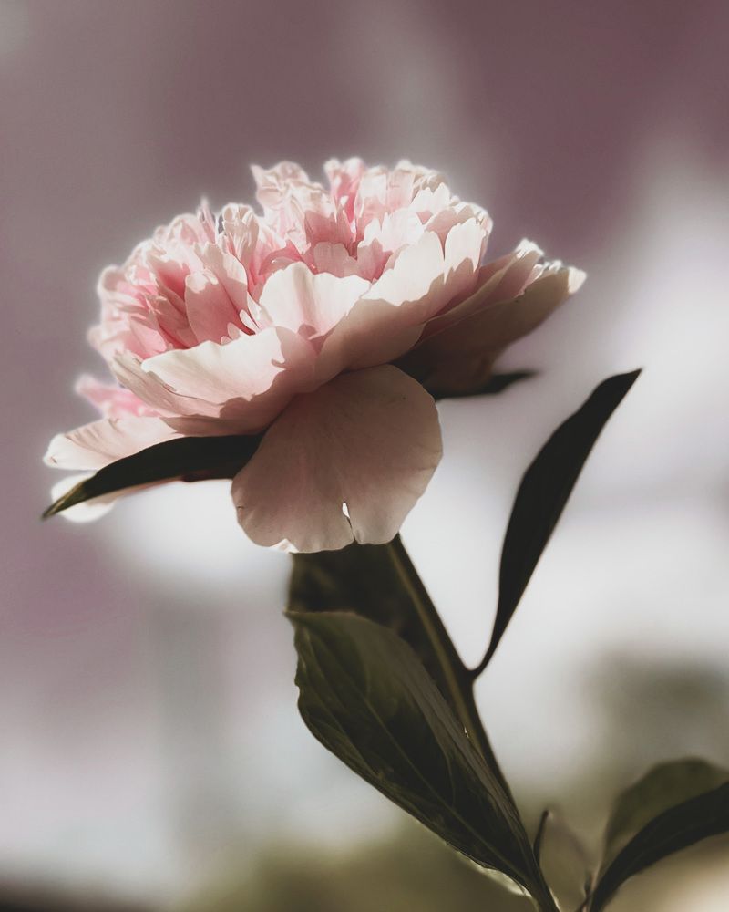 Photograph by 