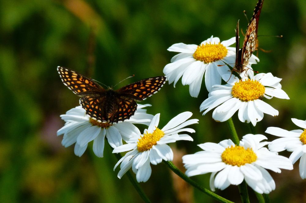 Photograph by Александр Кизим