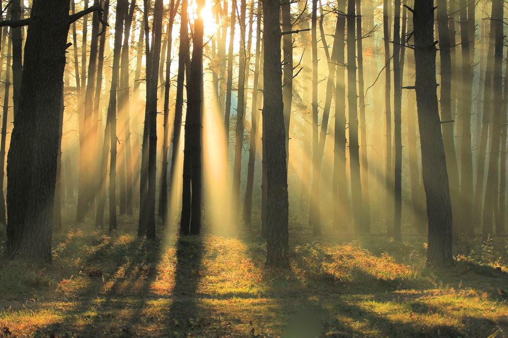 Туманным утром