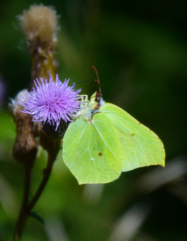 Фотография автора Альбина Хвастунова