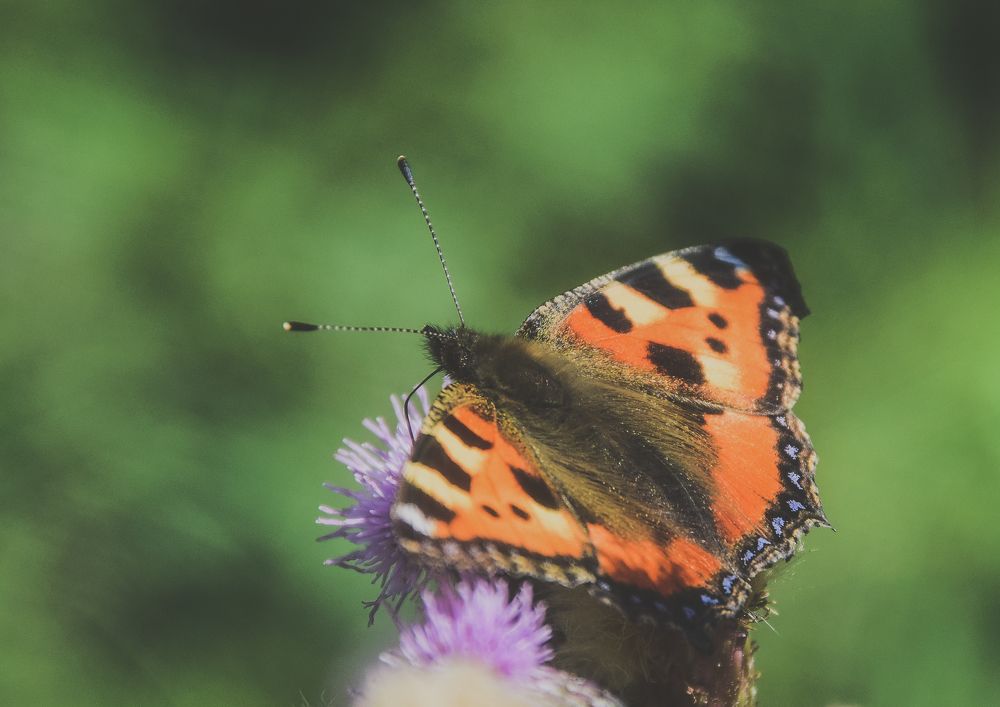 Фотография автора Альбина Хвастунова