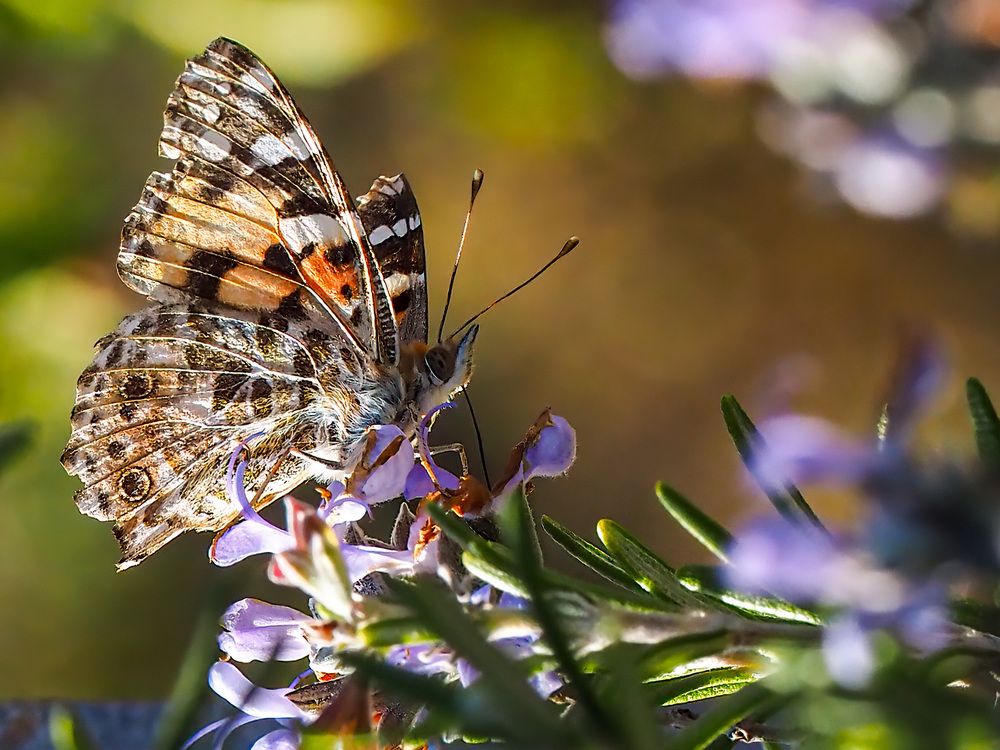 Photograph by Слави Котаров