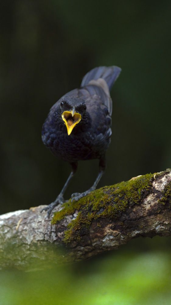 Blue Whistling Thrush