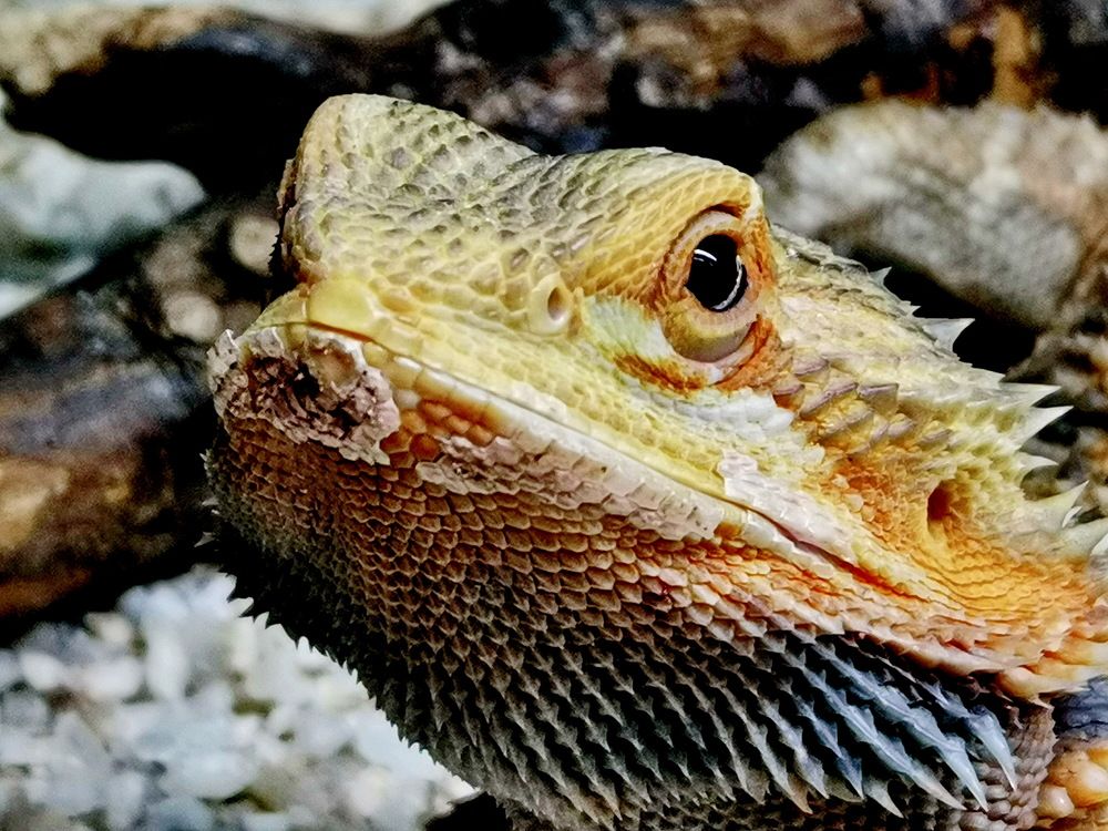 Фотография автора АЛЕКСАНДР ЦЫГЕЛЬНЮК