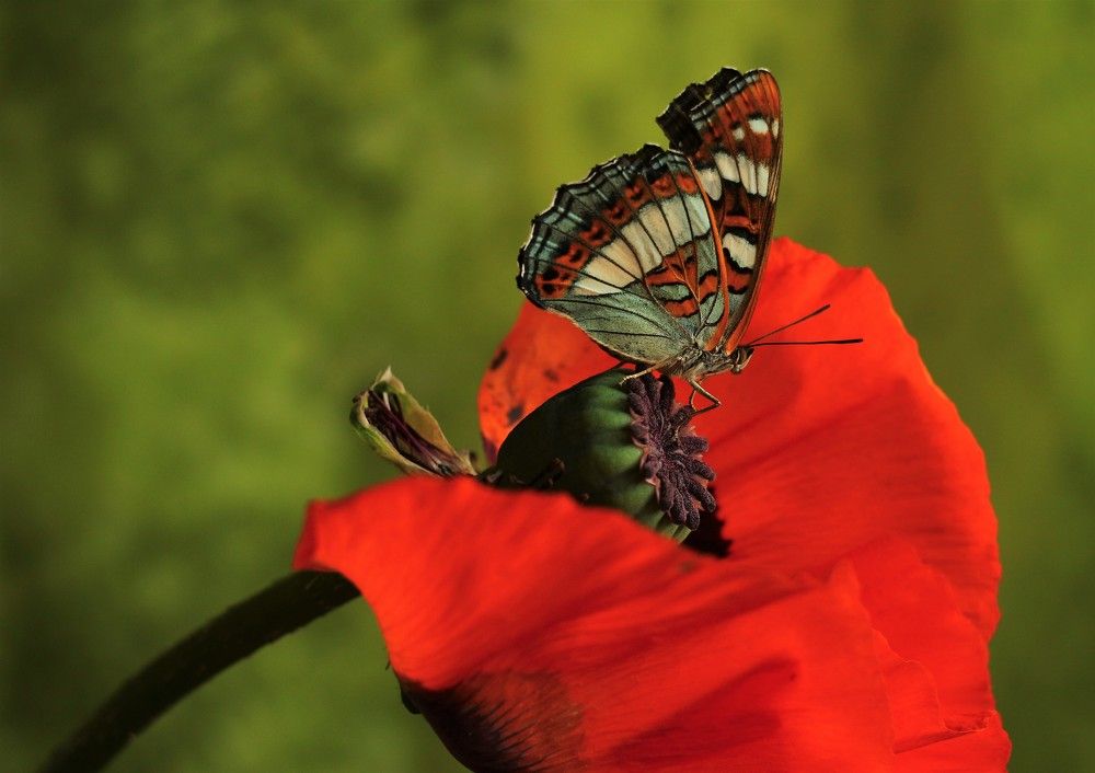 Photograph by Людмила Хрусталева*