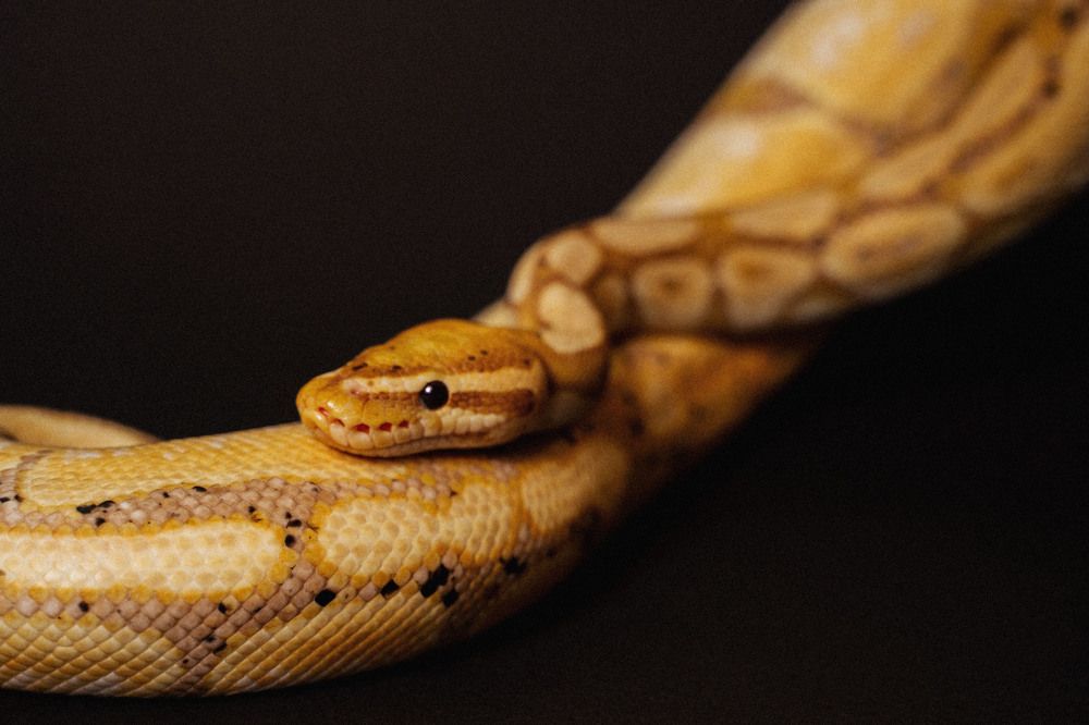 Фотография автора Юлия Бец