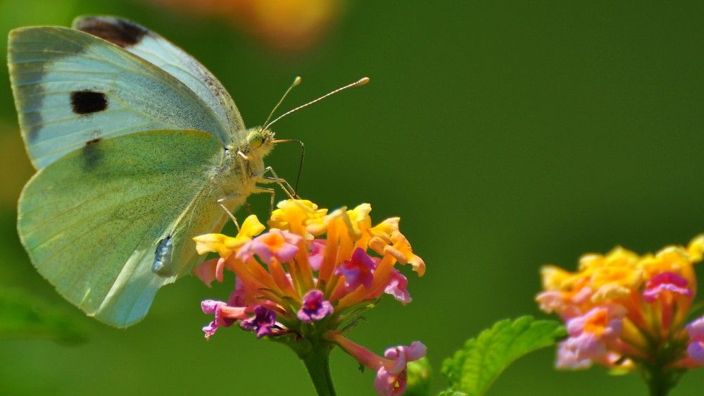 Фотография автора ZILL NIAZI