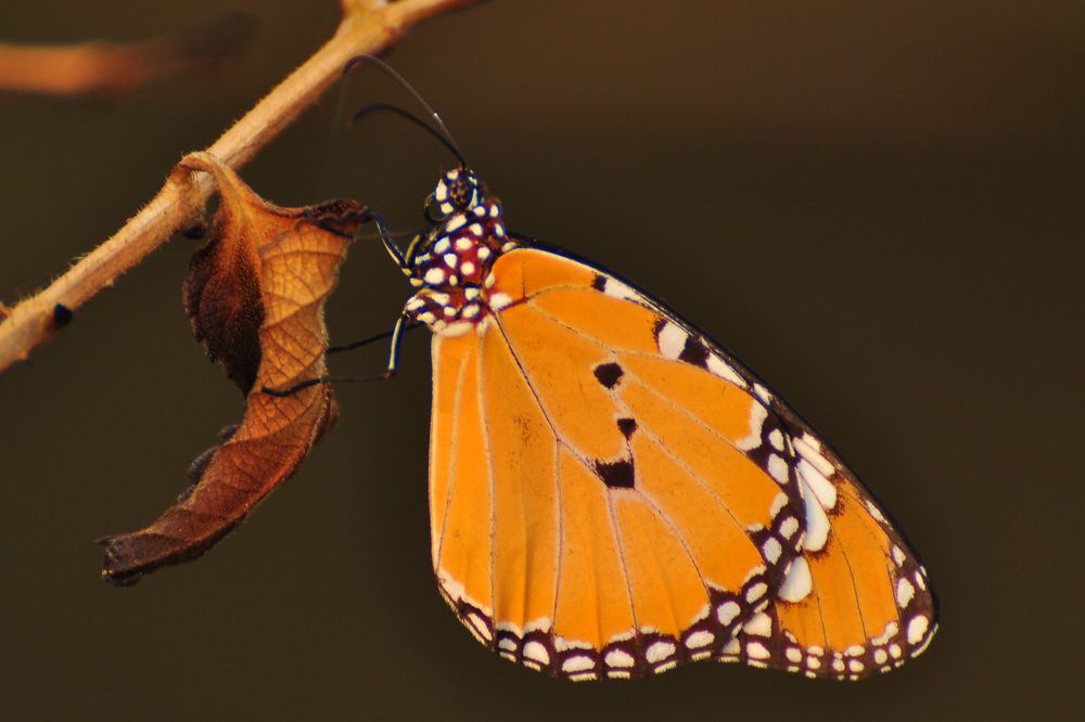 Фотография автора ZILL NIAZI