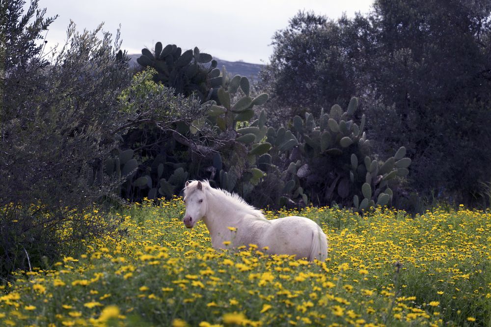 Пони альбинос. Себастия. Палестина.
