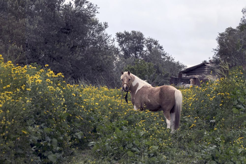 Пони ранним утром. Себастия. Палестина.
