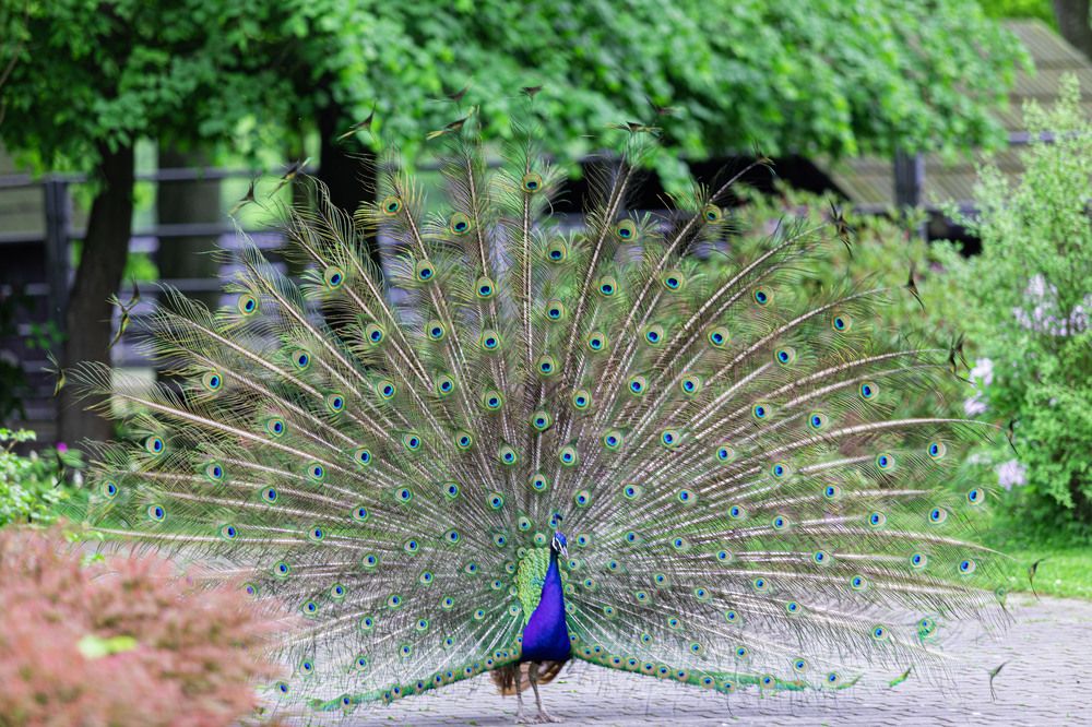 Photograph by Stanoslav Strisovsky