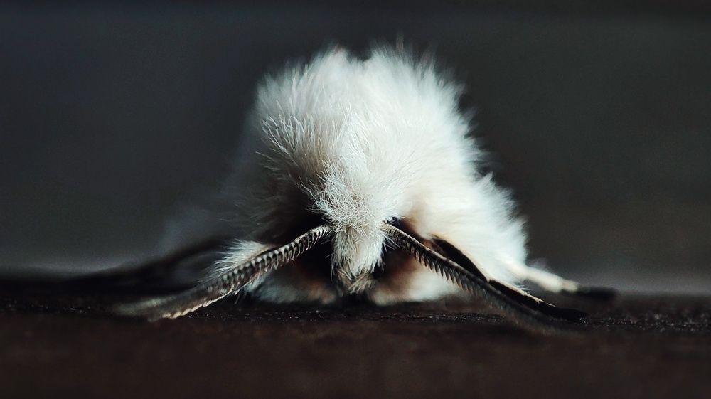 Портрет бабочки