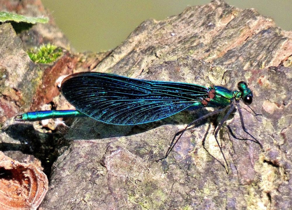 Photograph by backareva irina