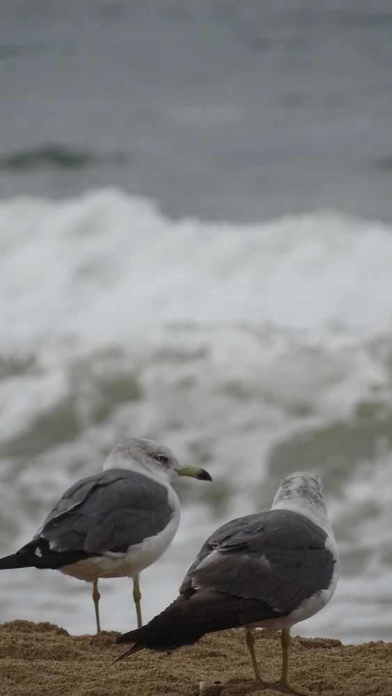 погода не лётная - даже чайки не летают