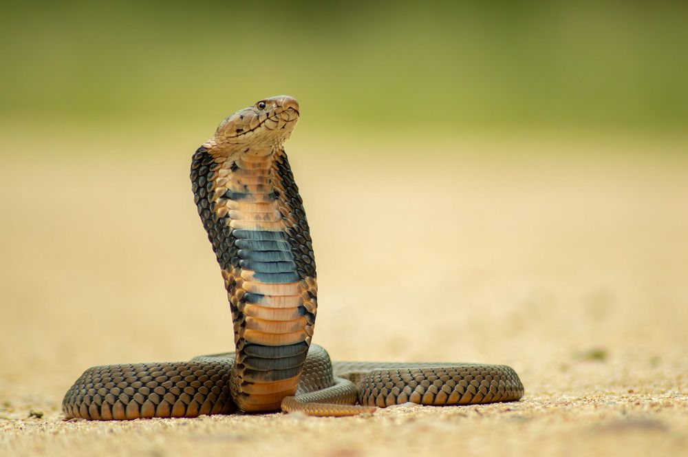 Photograph by Hiral Naik