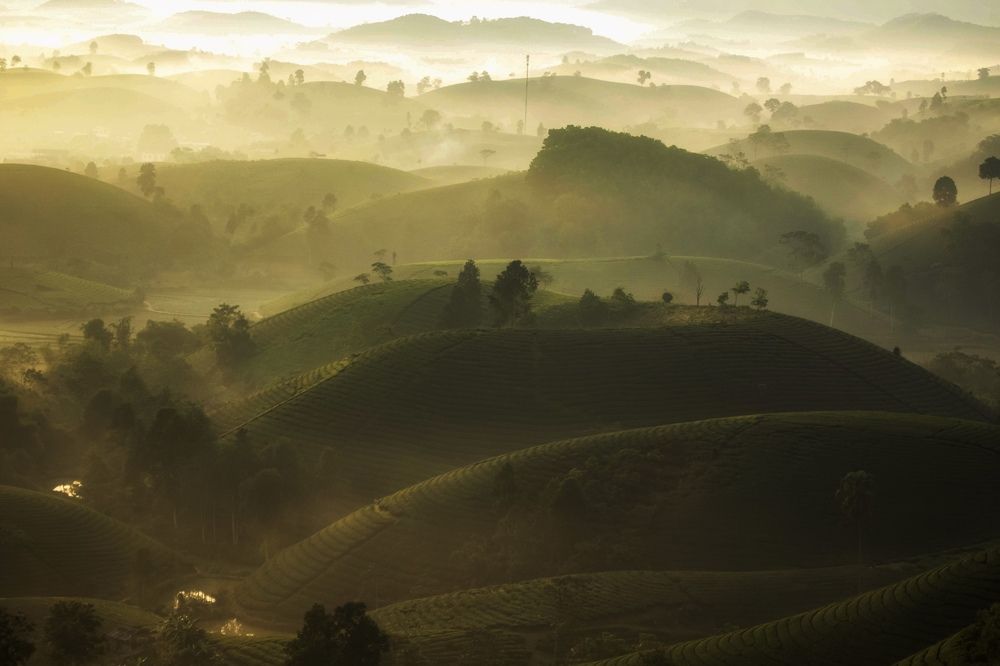 Long Coc tea hill in the morning dew