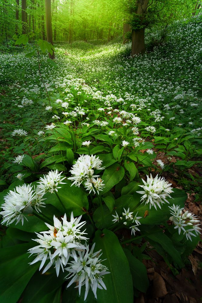 Photograph by Markus Albert