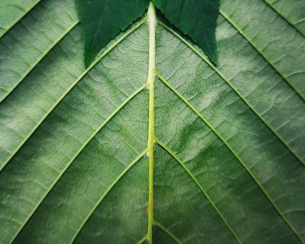 Photograph by Сергей Калинин