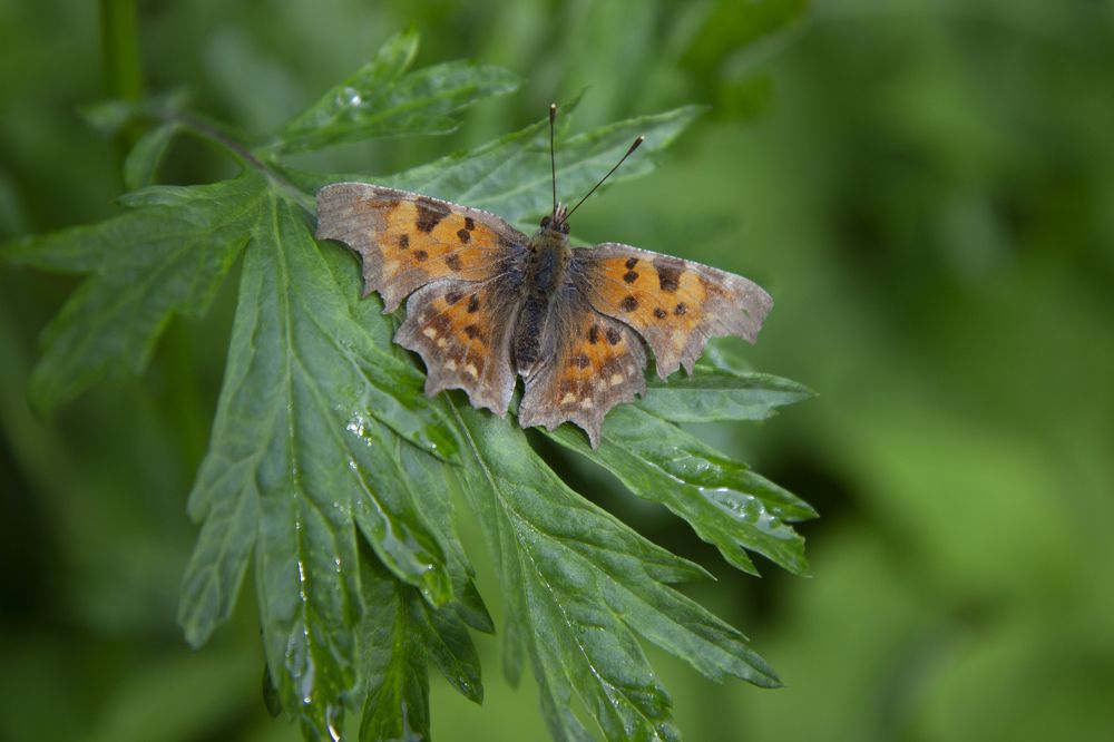 Photograph by Светлана Зайкова
