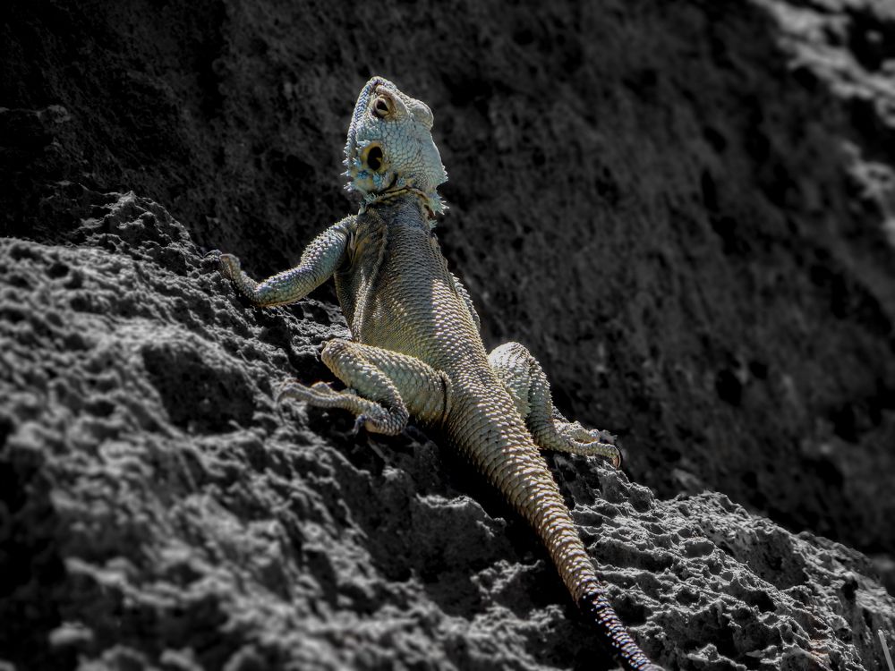 Фотография автора reza ahmadi